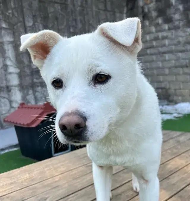 Enlarge Haedal, a Adopted mixed breed in Long Island City, NY image 1/1