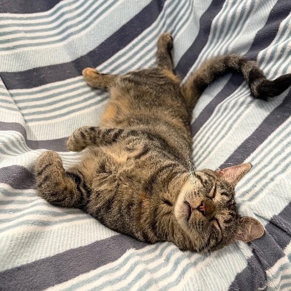 Dolly Purrton — thumbnail 2