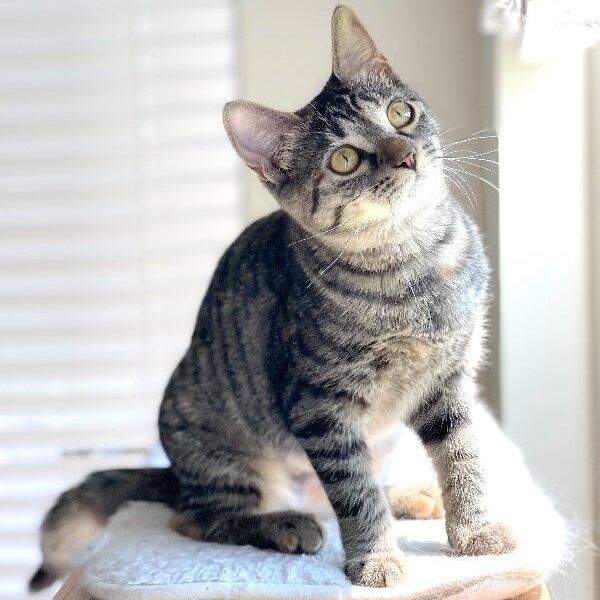 Dolly Purrton — thumbnail 3