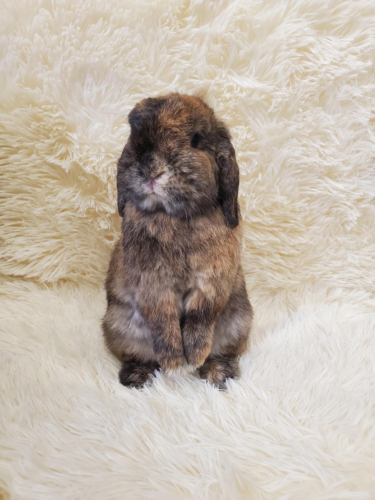 Gints Holland Lop Rabbit