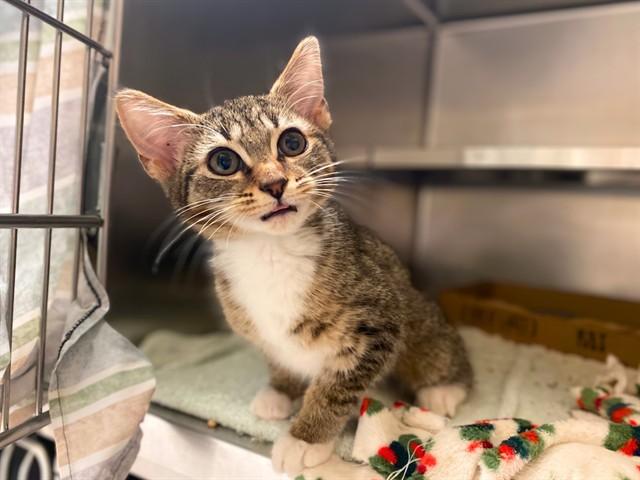 Enlarge BRIE, a Adoptable Domestic Short Hair in Fort Wayne, IN image 1/1