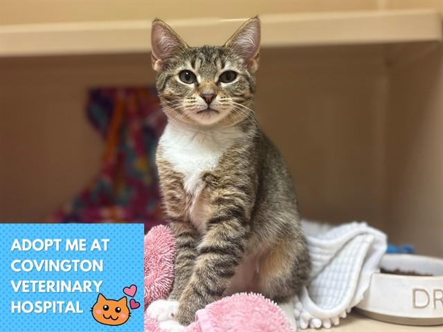 BRIE, Adoptable, Kitten Female Domestic Short Hair.