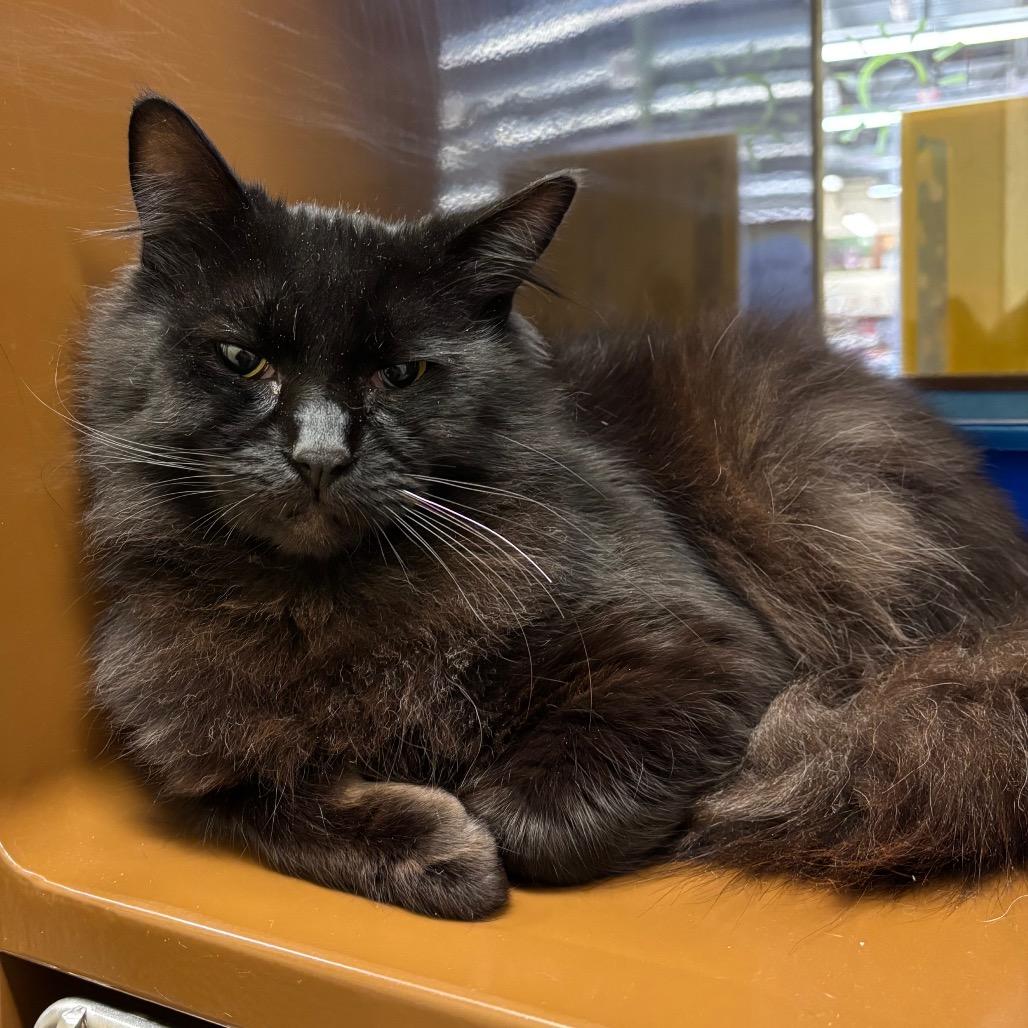 Enlarge Sergio, a Adoptable Domestic Long Hair in Morgan Hill, CA image 1/3