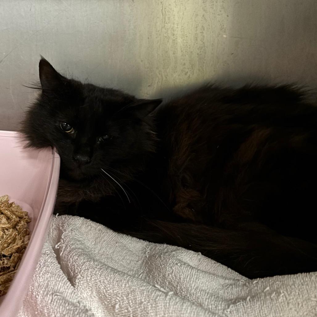 Enlarge Sergio, a Adoptable Domestic Long Hair in Morgan Hill, CA image 2/3