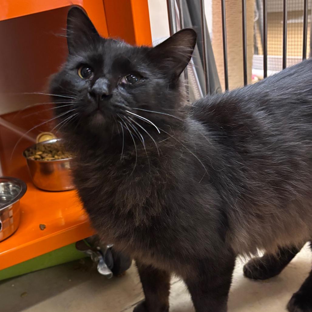 Enlarge Sergio, a Adoptable Domestic Long Hair in Morgan Hill, CA image 3/3