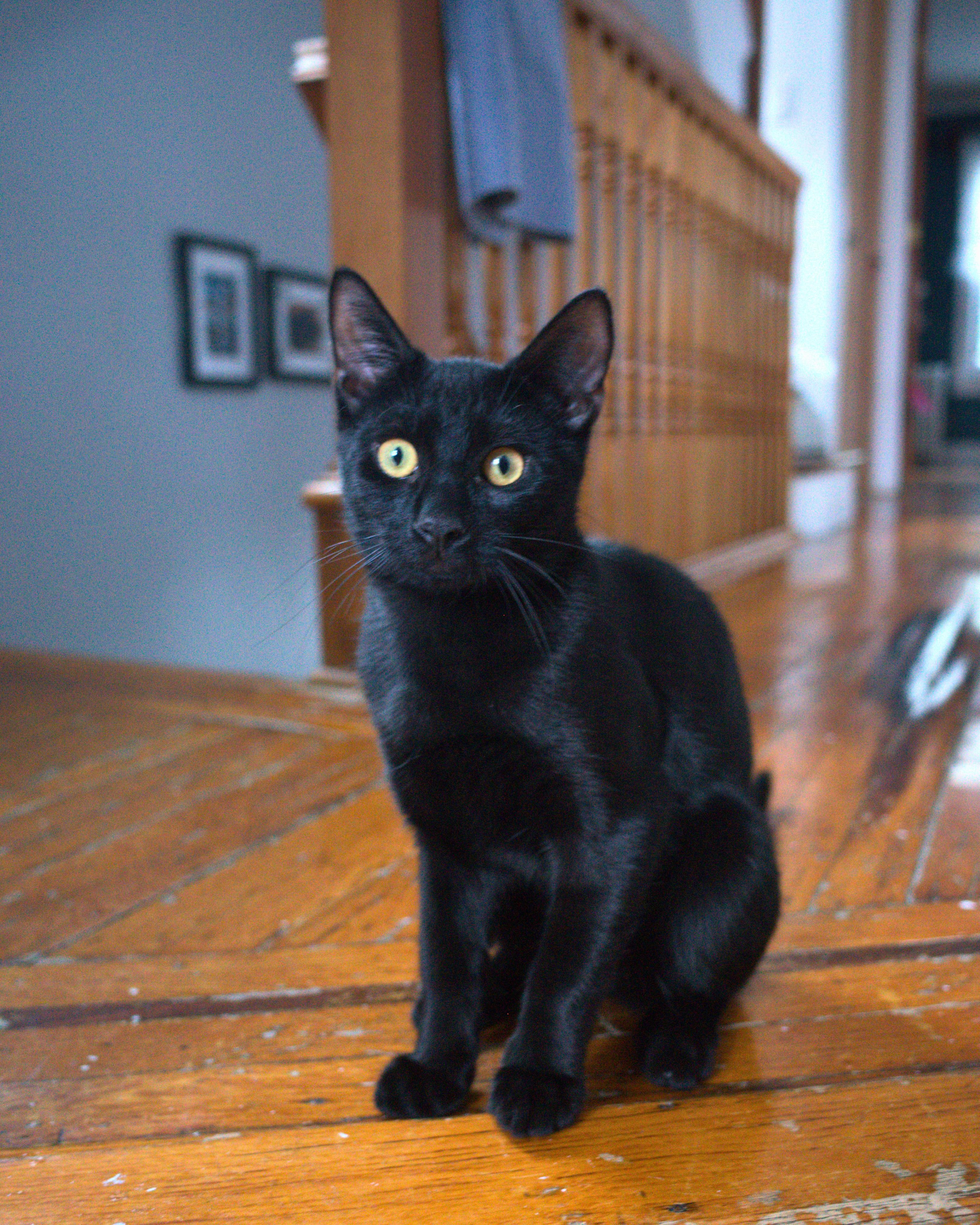 Matty, a ADOPTABLE Domestic Short Hair in Kew Gardens, NY image 2/3