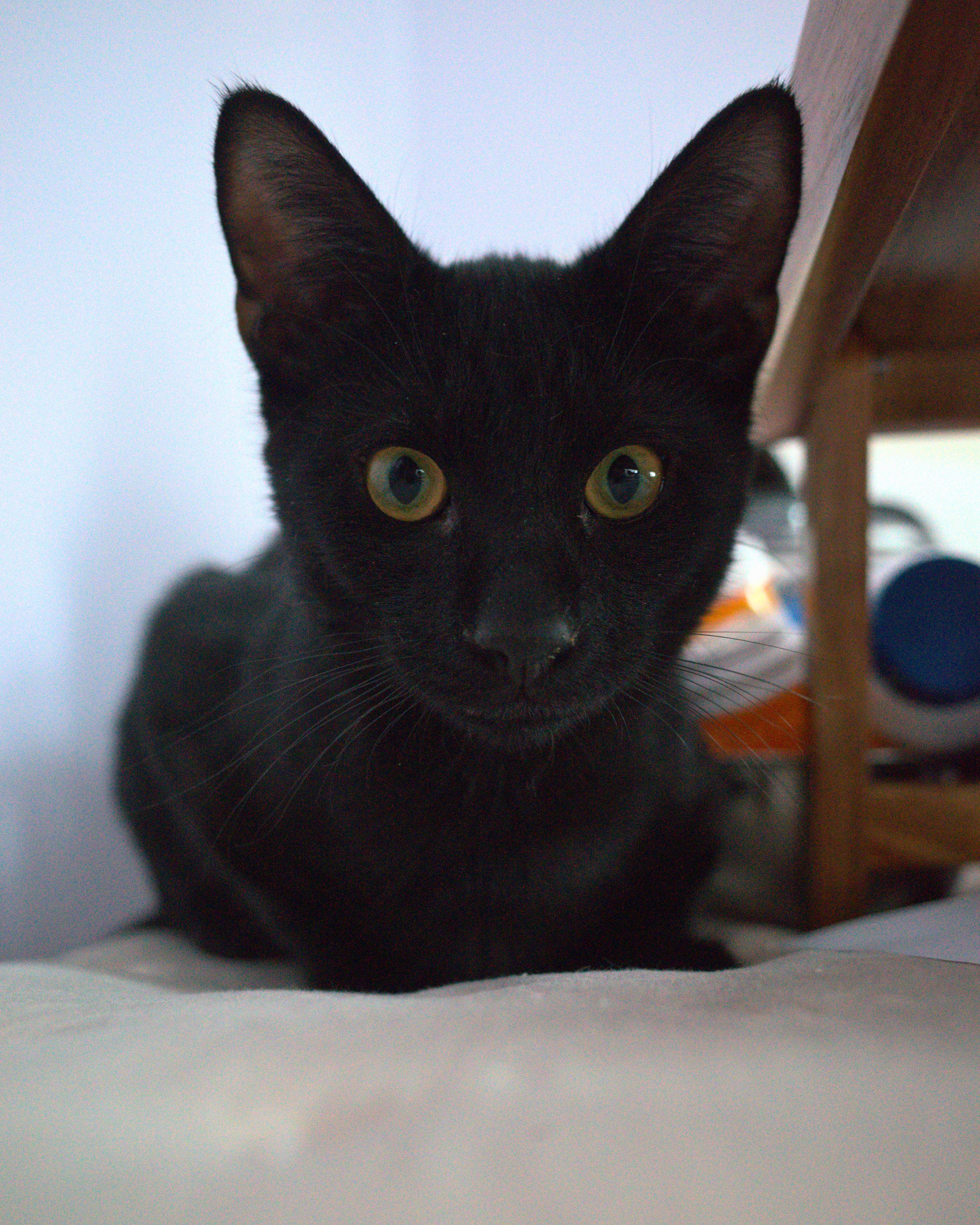 Matty, ADOPTABLE, Young Male Domestic Short Hair.
