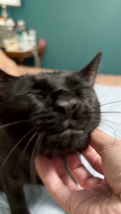 Enlarge Matty, a Adoptable Domestic Short Hair in Kew Gardens, NY video 2/4