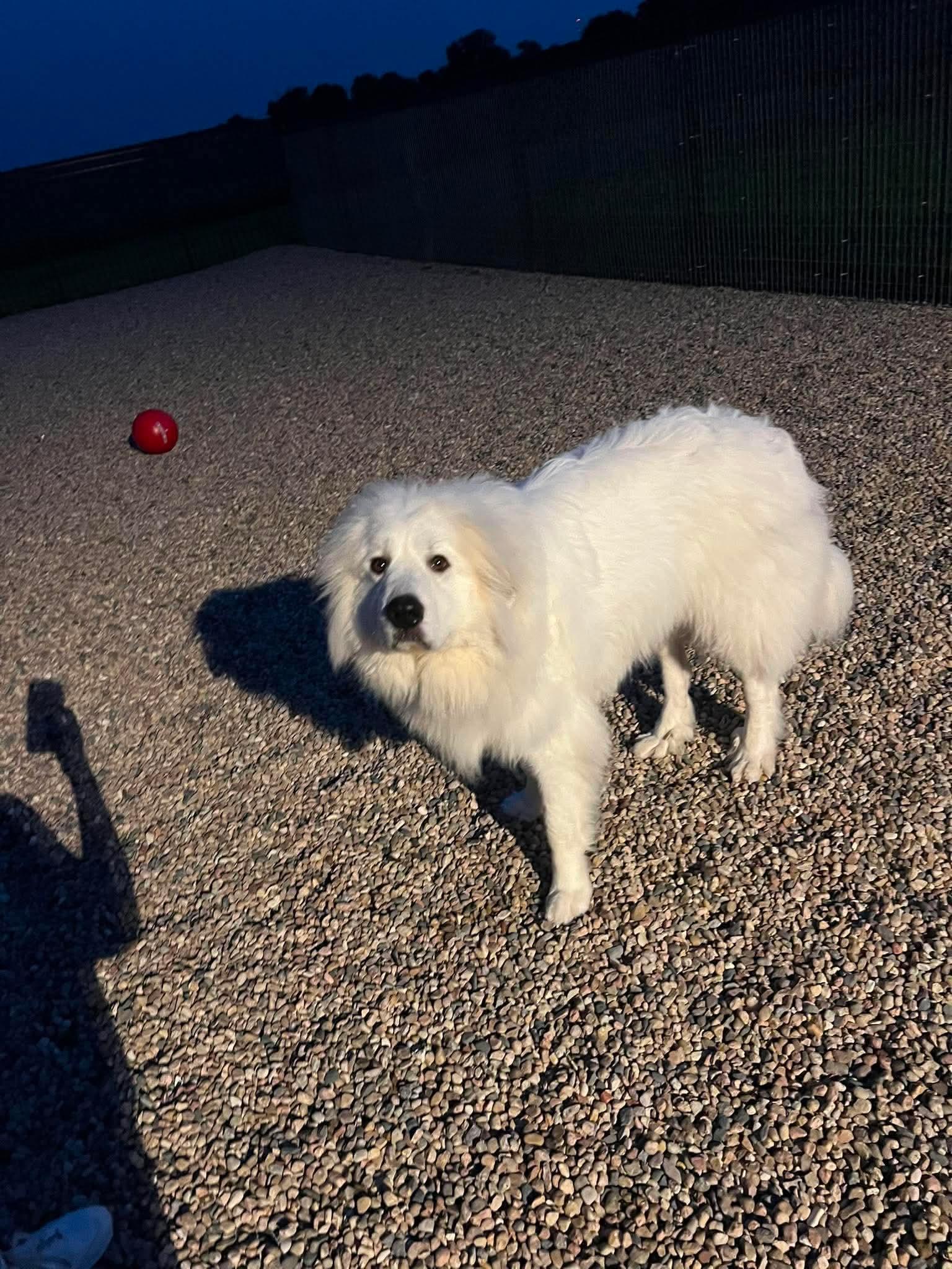 Charley, ADOPTABLE, Young Male Great Pyrenees.