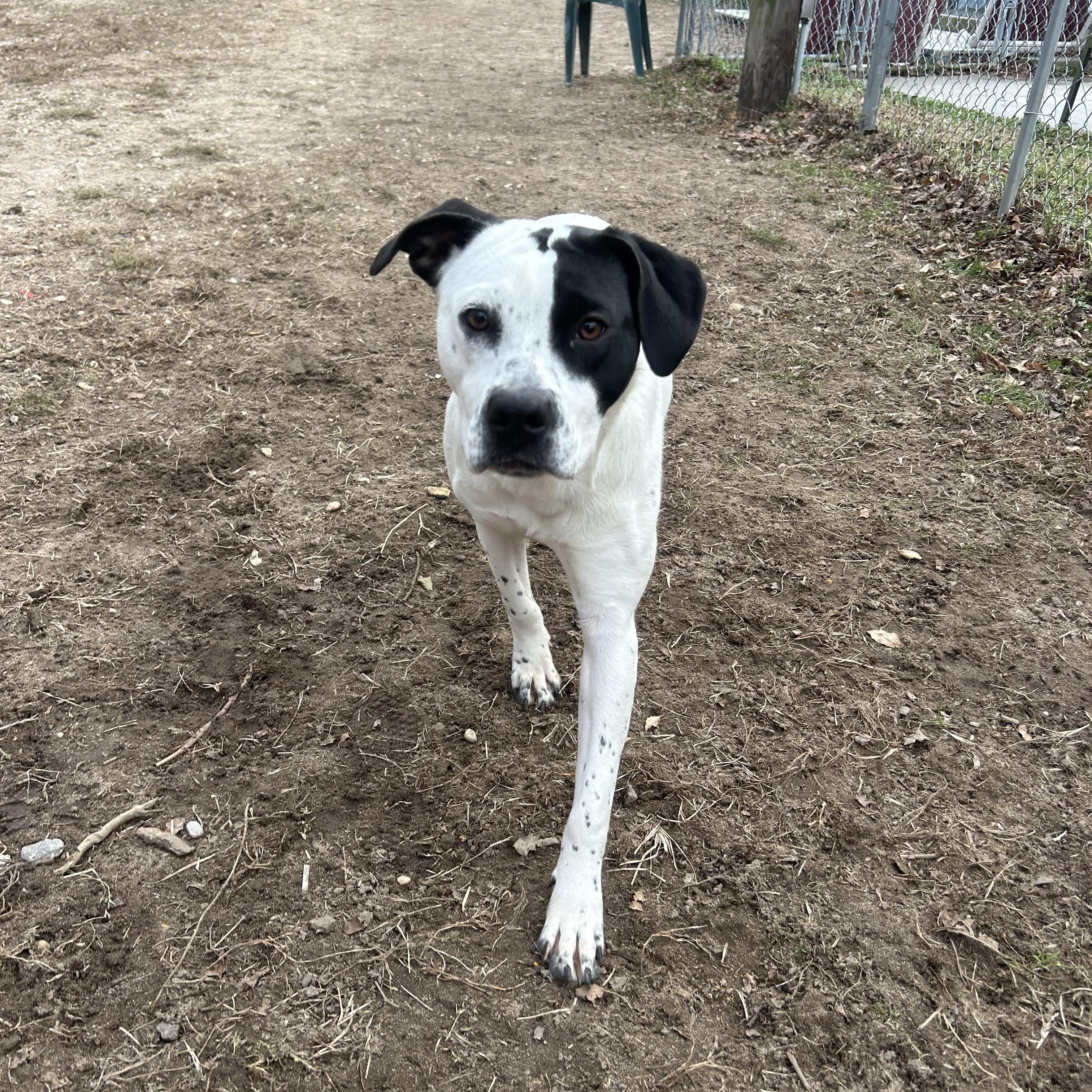 Elsa, adopted, Adult Female Mixed Breed.