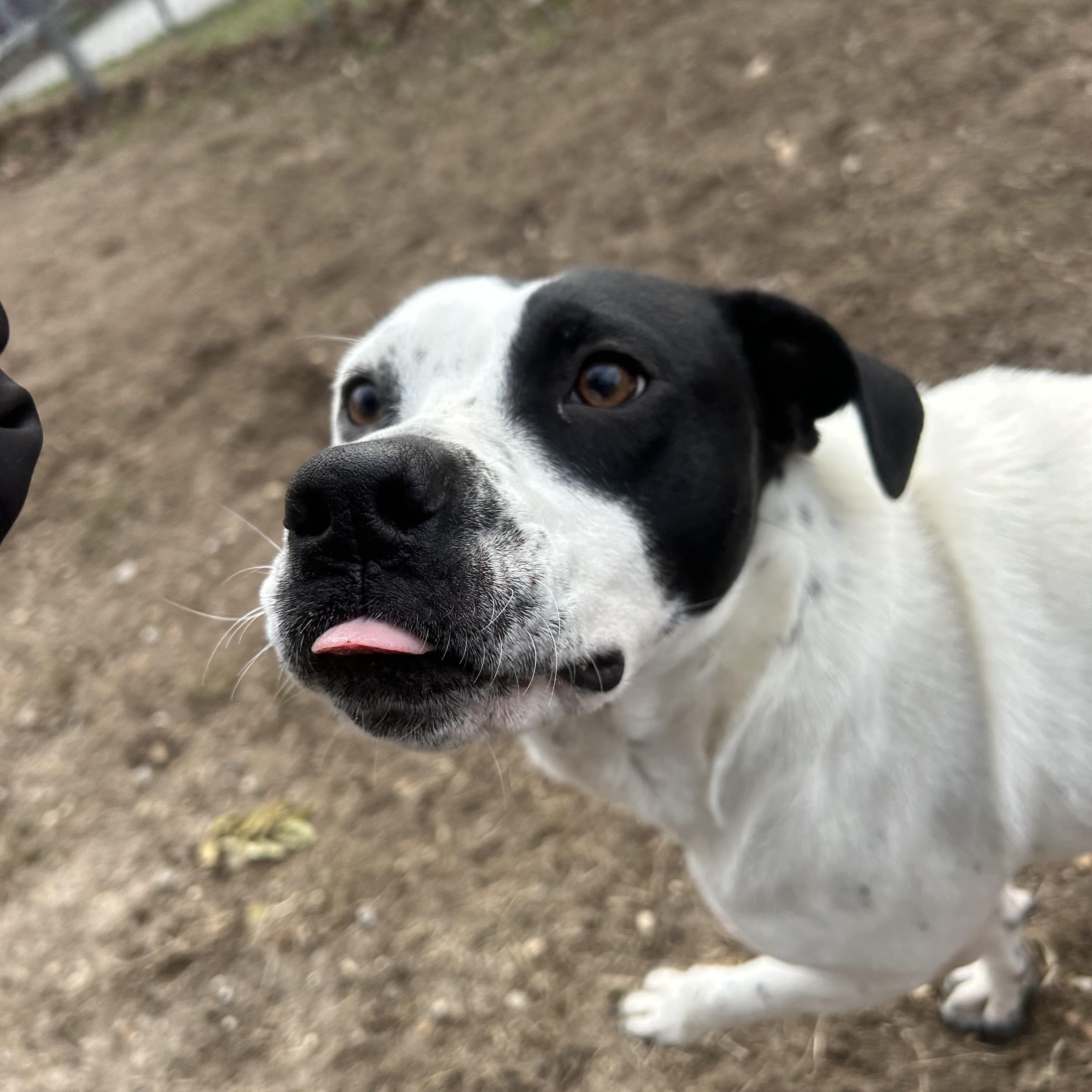 Enlarge Elsa, an adopted mixed breed in Ocean View, NJ image 4/4