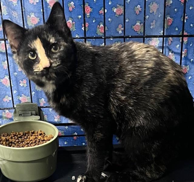 Fiona, ADOPTABLE, Young Female Domestic Short Hair.
