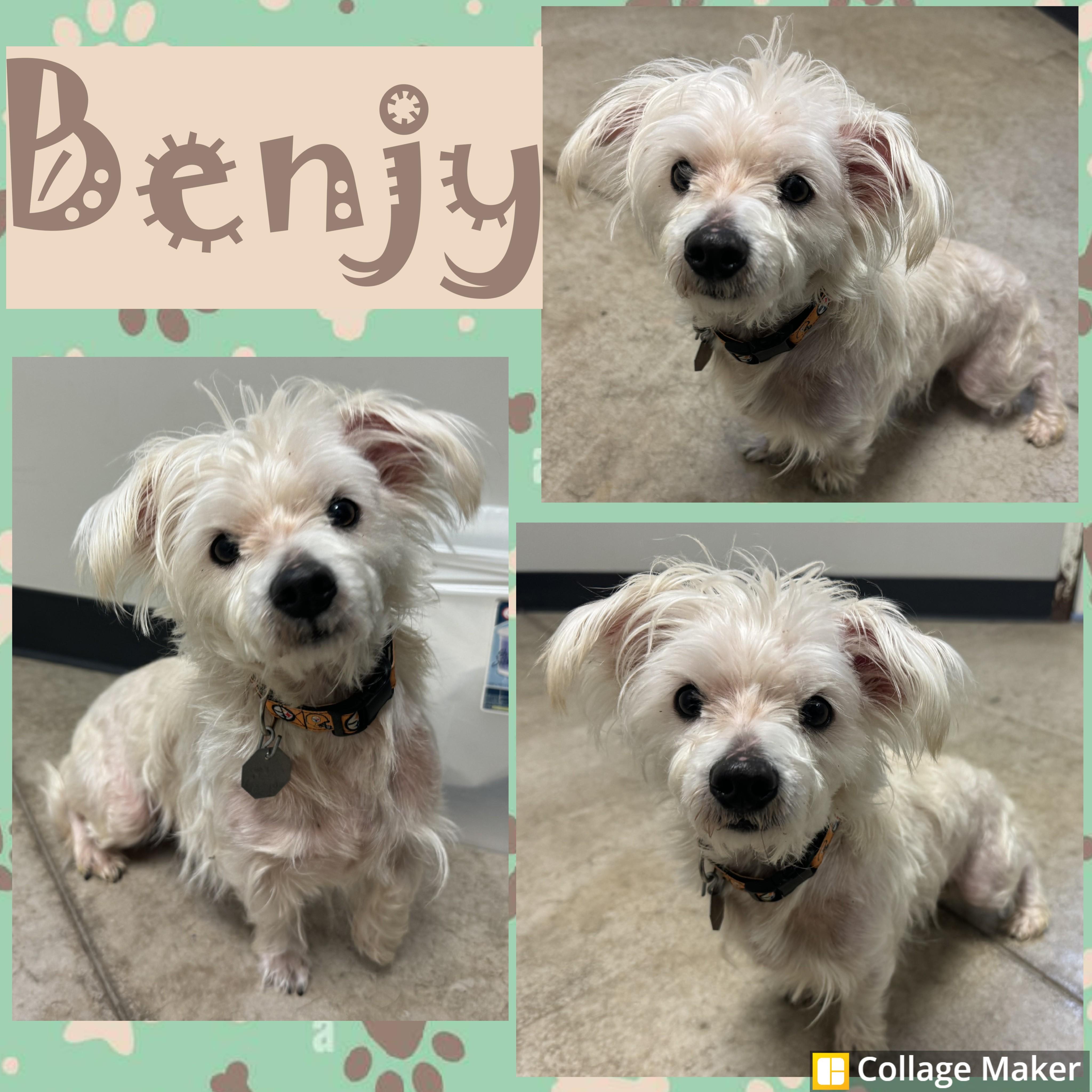 Benjy, ADOPTABLE, Adult Male Maltese.