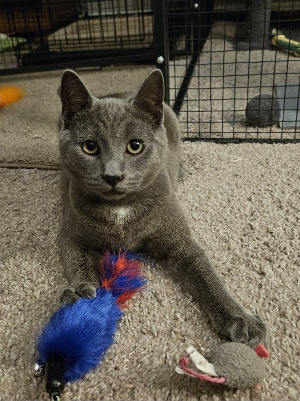 Enlarge Shadow, a ADOPTABLE mixed breed in Avondale, PA image 5/6