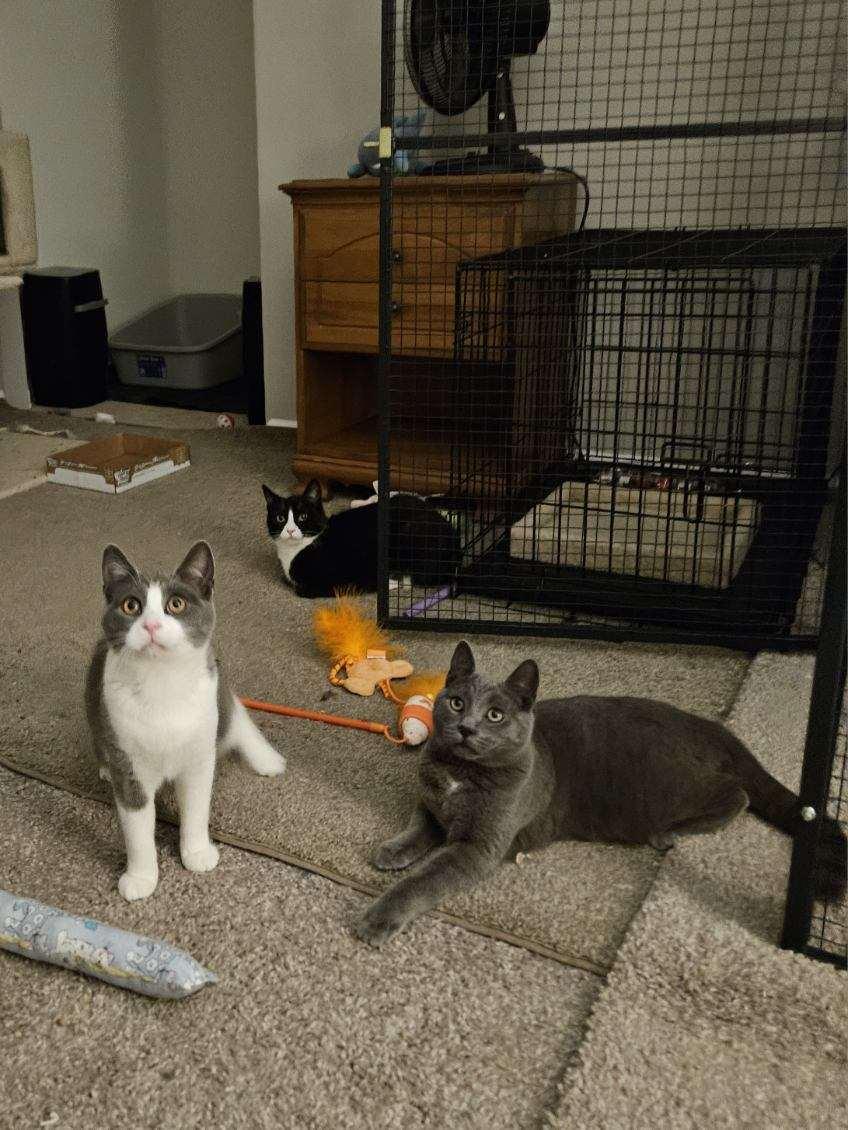 Enlarge Shadow, a ADOPTABLE mixed breed in Avondale, PA image 2/6