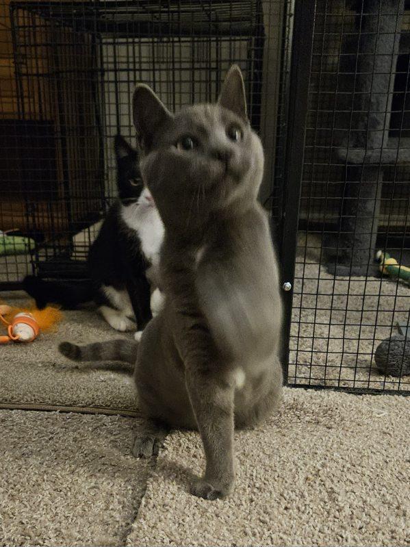 Enlarge Shadow, a ADOPTABLE mixed breed in Avondale, PA image 4/6