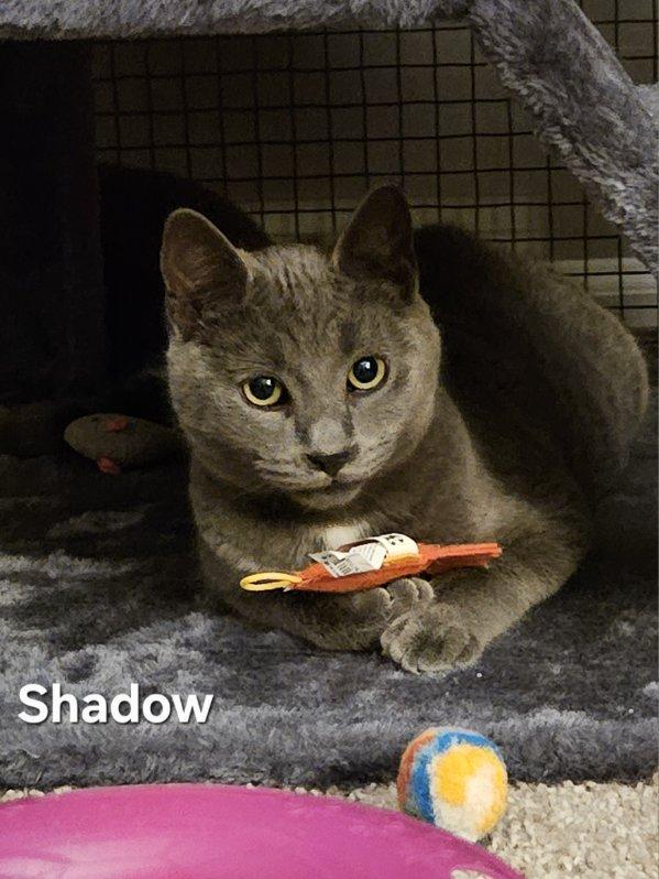 Shadow, ADOPTABLE, Young Male Domestic Short Hair.