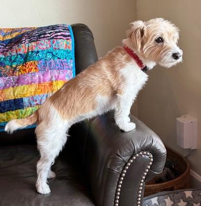 Enlarge Winnie, a Adoptable Jack Russell Terrier in Tacoma, WA image 4/6