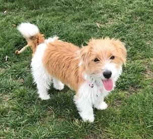 Winnie, Adoptable, Adult Female Jack Russell Terrier.