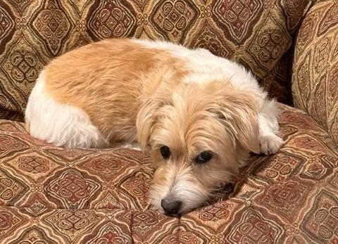 Enlarge Winnie, a Adoptable Jack Russell Terrier in Tacoma, WA image 6/6