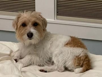 Enlarge Winnie, a Adoptable Jack Russell Terrier in Tacoma, WA image 2/6