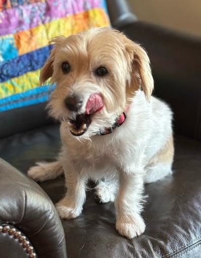 Enlarge Winnie, a Adoptable Jack Russell Terrier in Tacoma, WA image 5/6