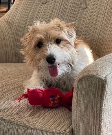 Enlarge Winnie, a Adoptable Jack Russell Terrier in Tacoma, WA image 3/6