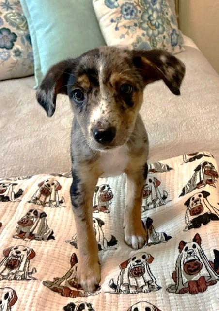 Enlarge MAVERICK, a Adopted mixed breed in fort worth, TX image 2/6