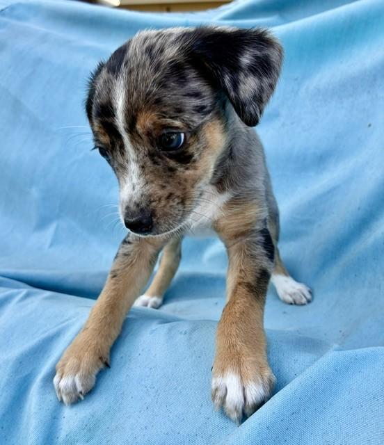 Enlarge MAVERICK, a Adopted mixed breed in fort worth, TX image 6/6