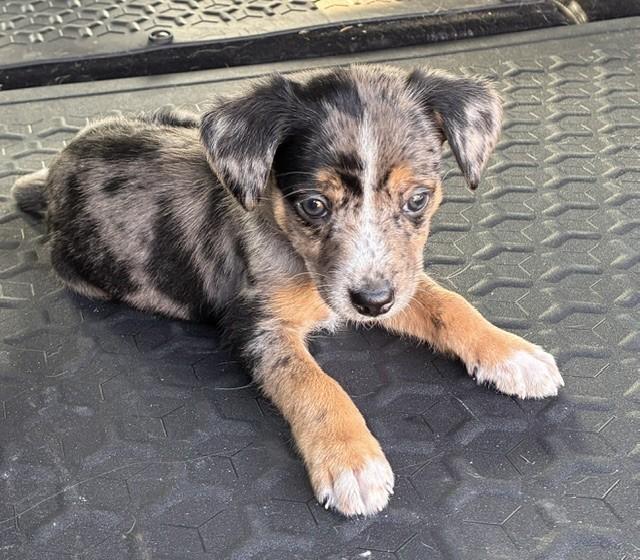 Enlarge MAVERICK, a Adopted mixed breed in fort worth, TX image 4/6