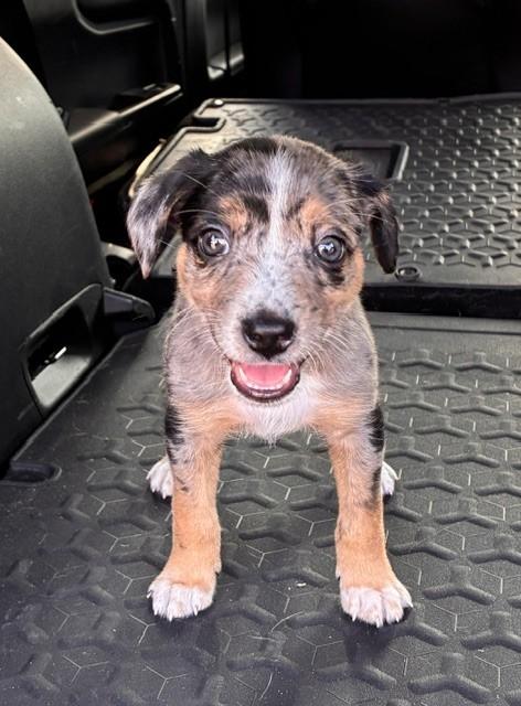 Enlarge MAVERICK, a Adopted mixed breed in fort worth, TX image 1/6