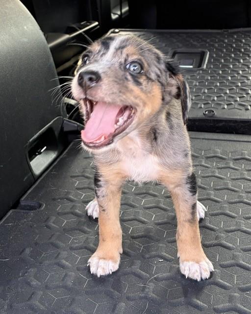 Enlarge MAVERICK, a Adopted mixed breed in fort worth, TX image 3/6