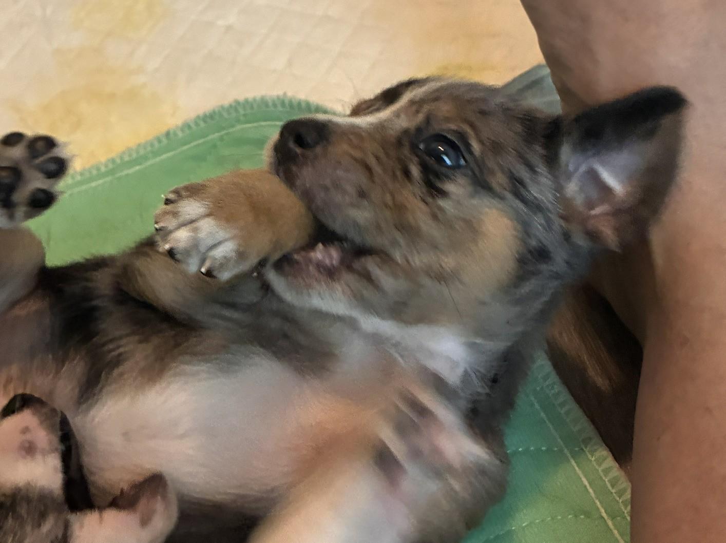 Enlarge MAVERICK, a Adopted mixed breed in fort worth, TX image 5/6