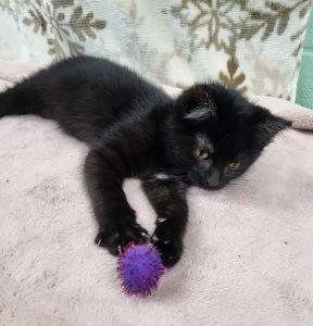 Venom, a ADOPTABLE Domestic Short Hair in Bucyrus, OH image 3/3