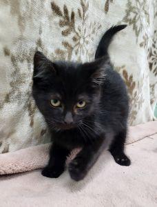 Venom, ADOPTABLE, Young Male Domestic Short Hair.