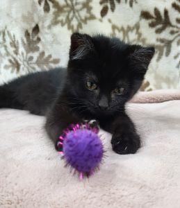 Venom, a ADOPTABLE Domestic Short Hair in Bucyrus, OH image 2/3