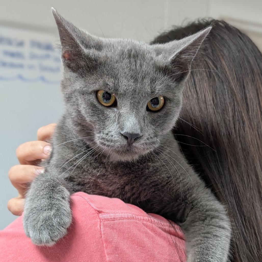 Tyler, Adoptable, Young Male Domestic Short Hair.