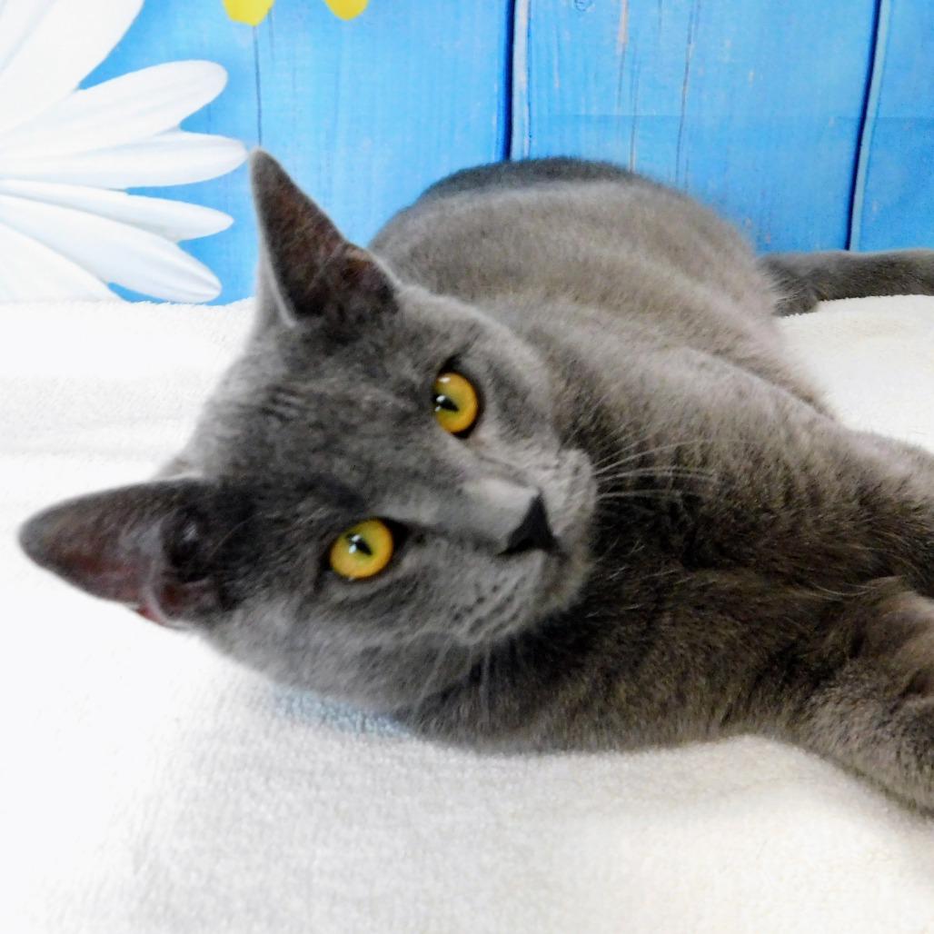 Enlarge Tyler, a Adoptable Domestic Short Hair in Canton, IL image 2/6