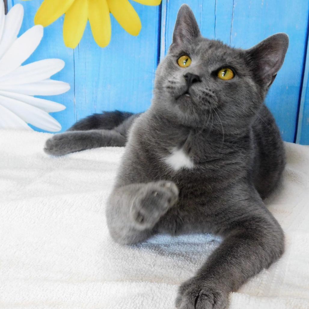 Enlarge Tyler, a Adoptable Domestic Short Hair in Canton, IL image 3/6