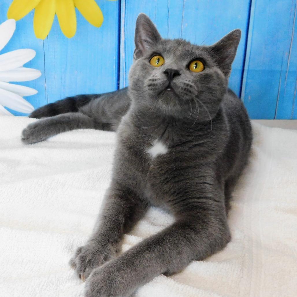 Enlarge Tyler, a Adoptable Domestic Short Hair in Canton, IL image 4/6