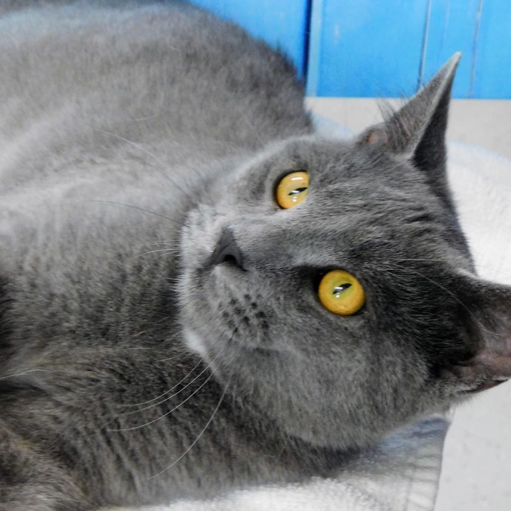 Enlarge Tyler, a Adoptable Domestic Short Hair in Canton, IL image 5/6