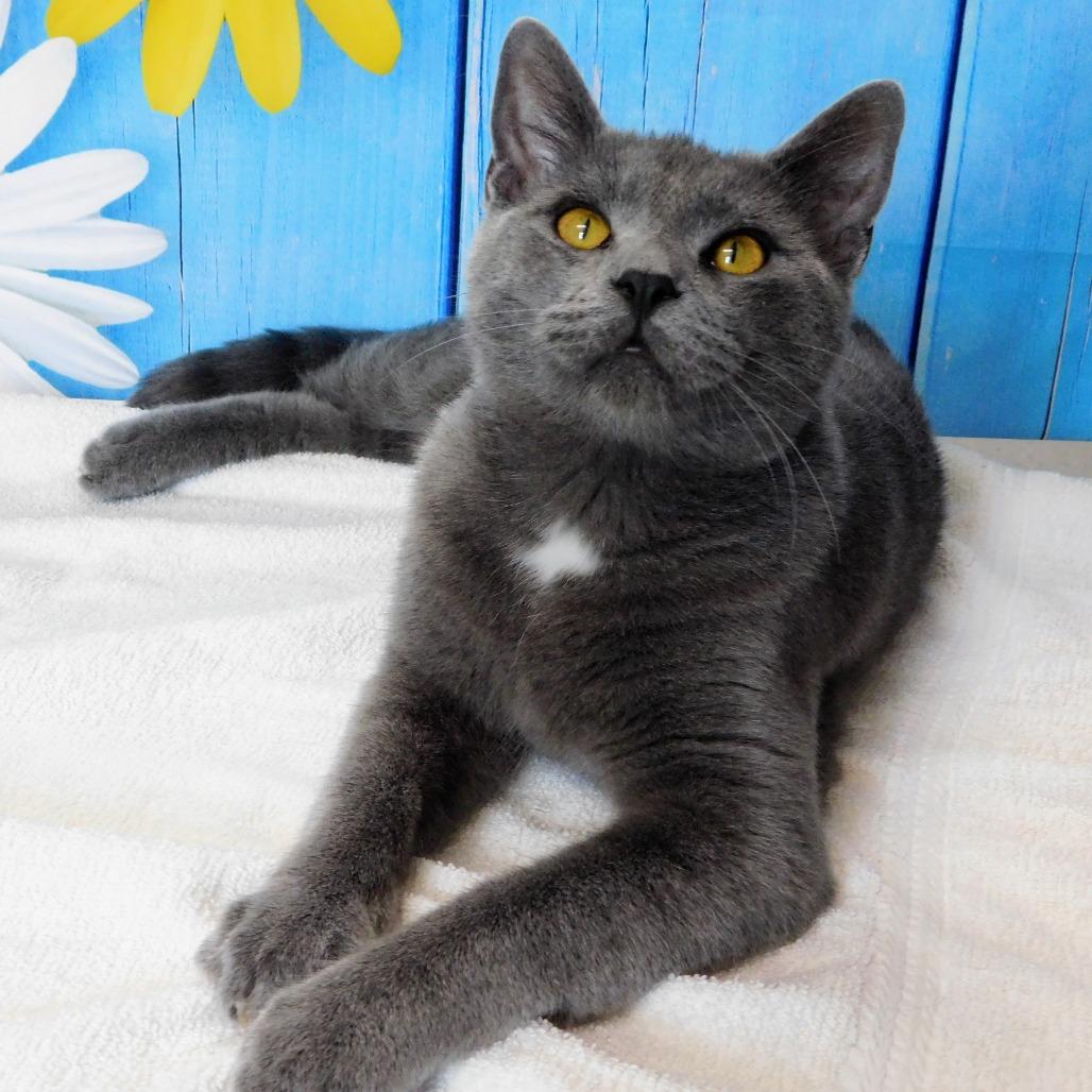 Enlarge Tyler, a Adoptable Domestic Short Hair in Canton, IL image 6/6