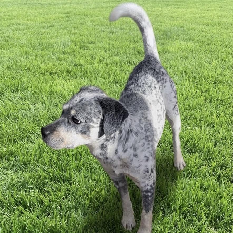Logan, Adoptable, Adult Male Australian Cattle Dog / Blue Heeler & Mixed Breed.