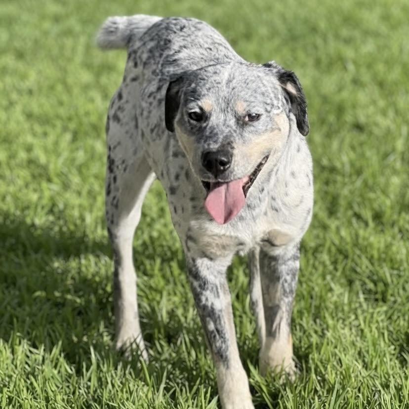 Enlarge Logan, a Adoptable mixed breed in Las Vegas, NV image 2/5