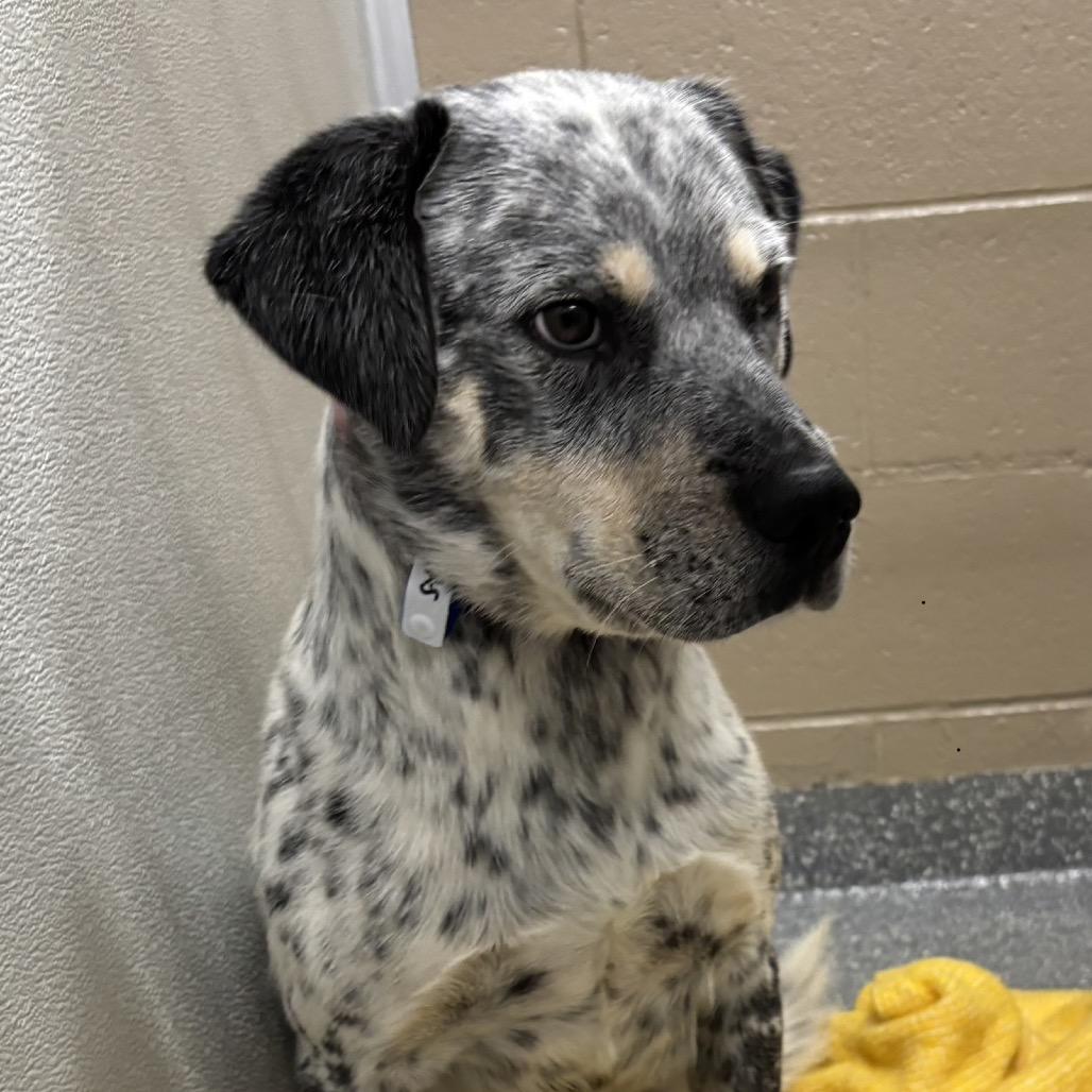 Enlarge Logan, a Adoptable mixed breed in Las Vegas, NV image 5/5