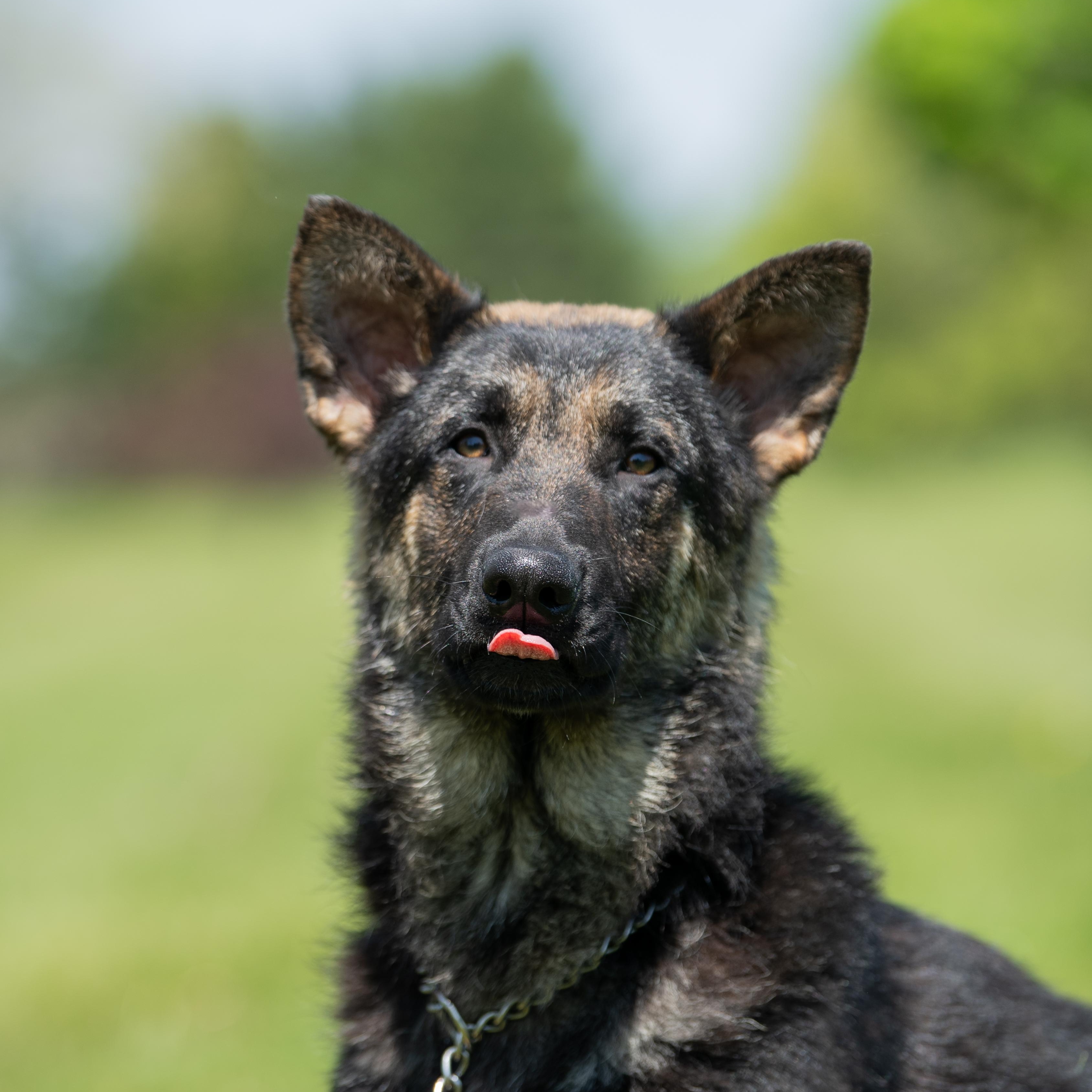Lox, a Adoptable German Shepherd Dog in Macomb Twp, MI image 5/6