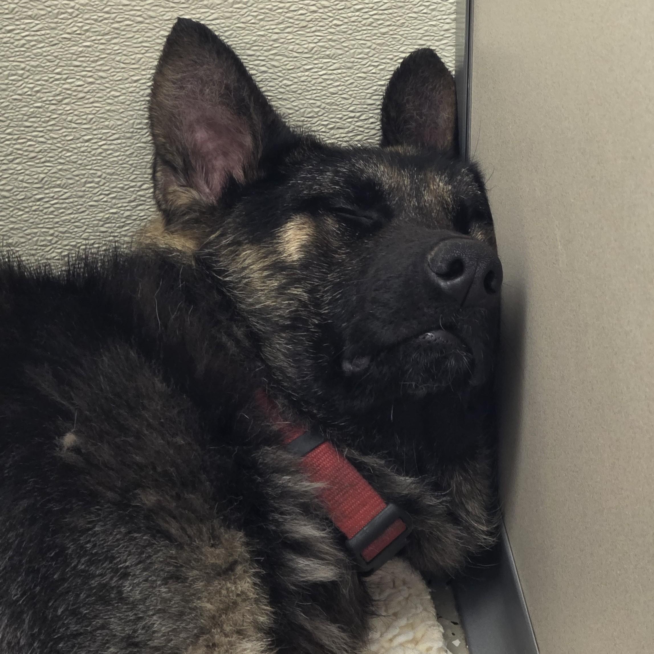 Enlarge Lox, a Adoptable mixed breed in Macomb Twp, MI image 6/6
