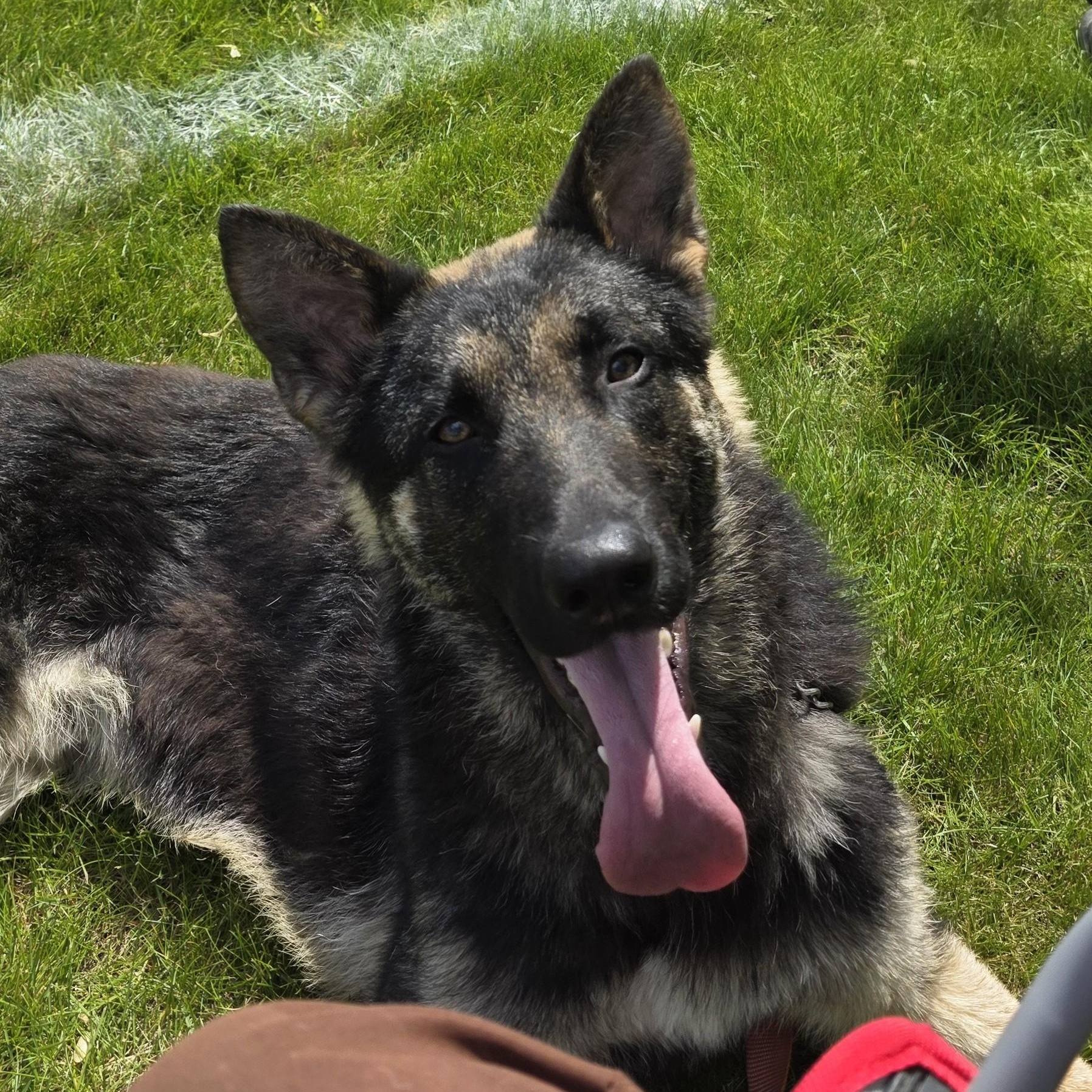 Lox, Adoptable, Young Male German Shepherd Dog.
