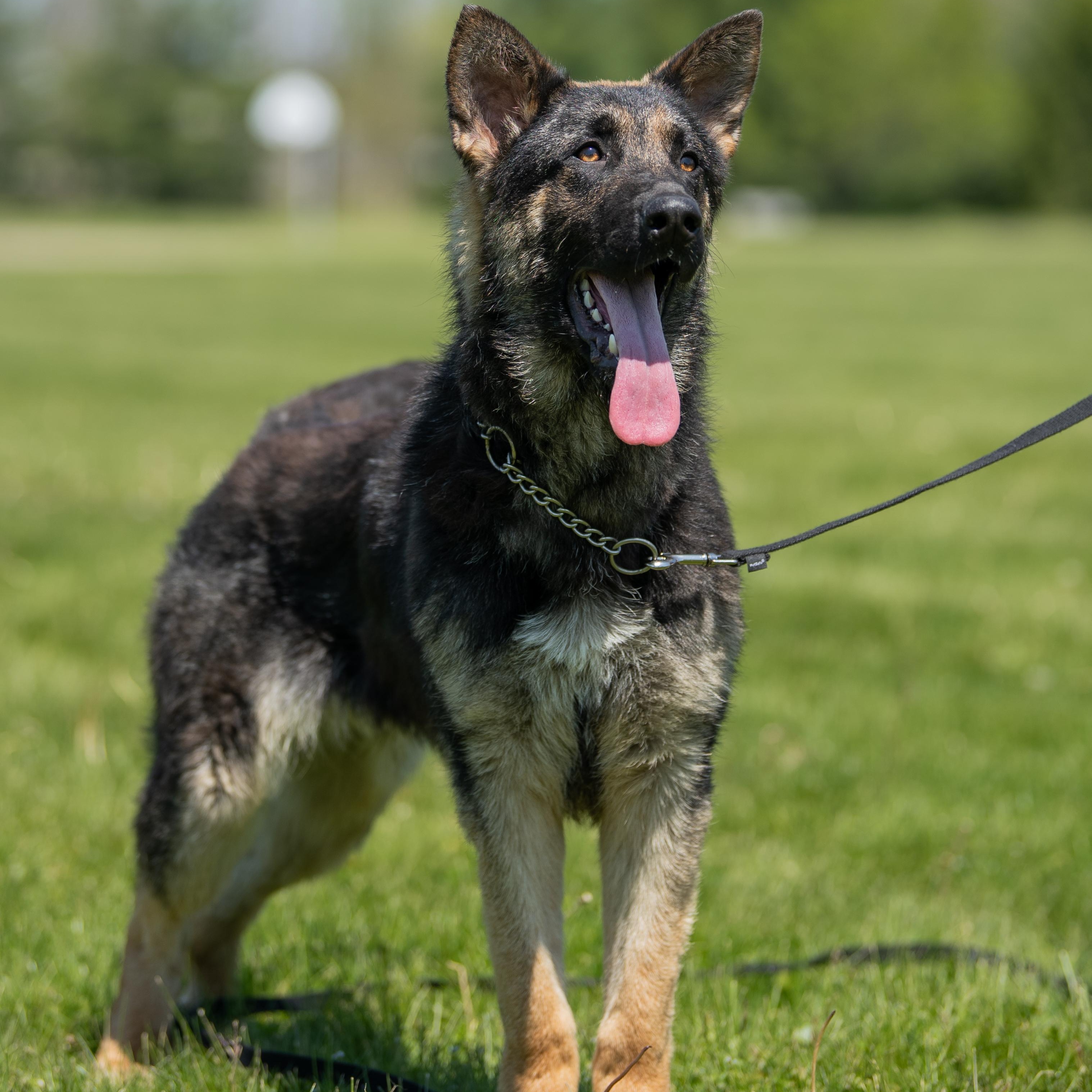 Lox, a Adoptable German Shepherd Dog in Macomb Twp, MI image 2/6