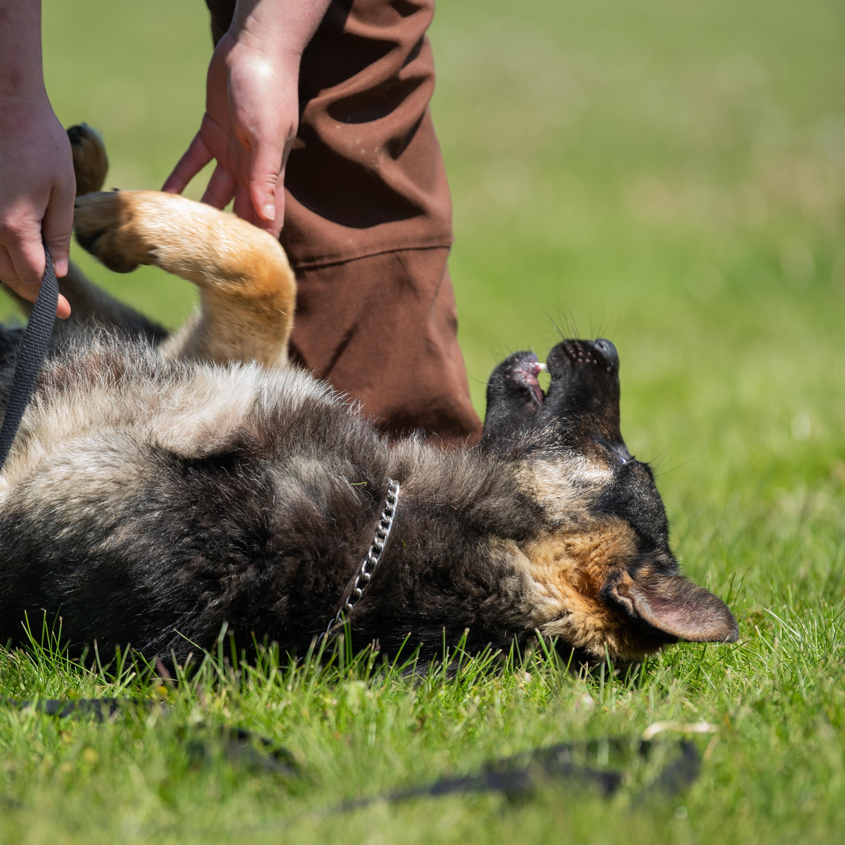 Lox, a Adoptable German Shepherd Dog in Macomb Twp, MI image 6/6